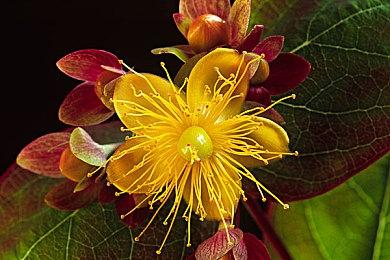 开放世界游戏《无限暖暖》Steam页面上线 发售日待定